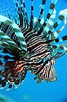 Lionfish