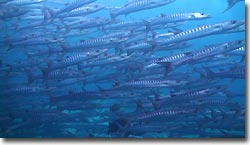 A school of barracudas. Sipadan, Borneo, Malaysia