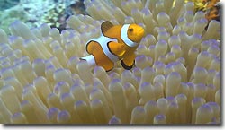 A Clownfish amidst it anemone. Sipadan, Borneo, Malaysia