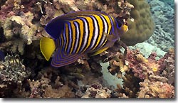 A Six-banded Angelfish. Sipadan, Borneo, Malaysia