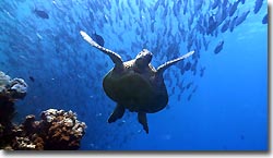 A Green Turtle. Sipadan, Borneo, Malaysia