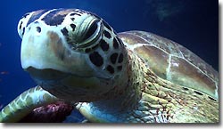 A Green Turtle. Sipadan, Borneo, Malaysia