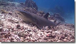 A WHite-tip Reefshark resting on the bottom. Sipadan, Borneo, Malaysia