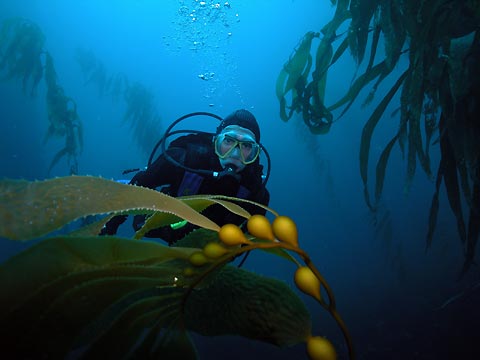 Underwater Forest