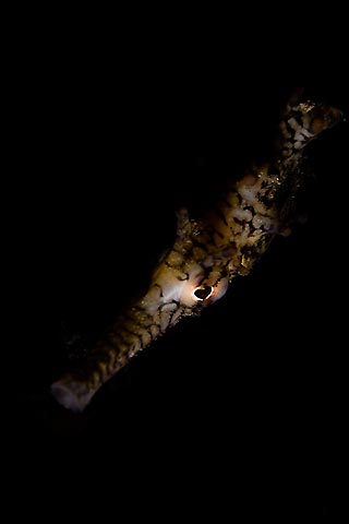 Pipefish