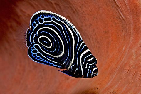 Juvenile Emperor Angelfish