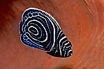 Juvenile Emperor Angelfish