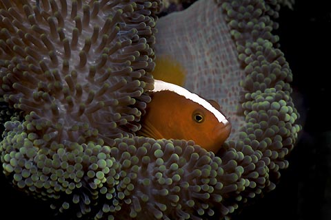 Skunk Anemonefish