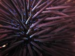 Disco Urchin