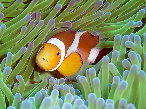 False Clown Anemonefish