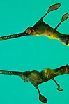 Weedy Seadragon