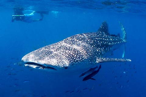 Whale Shark