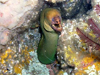 Green Moray