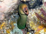 Green Moray