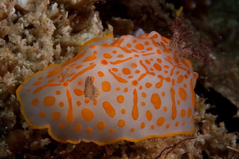 Popeye the Nudibranch