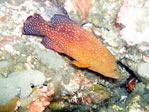 Coral Trout