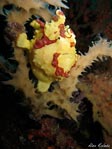 Balicasag Frogfish