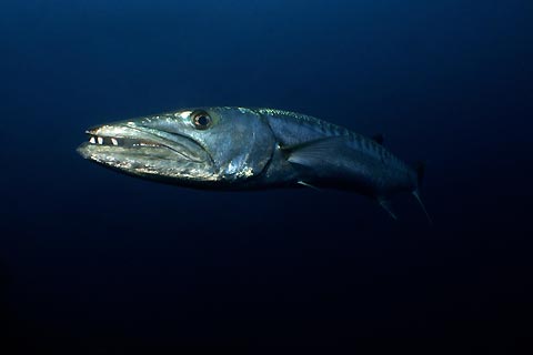 Resident Barracuda