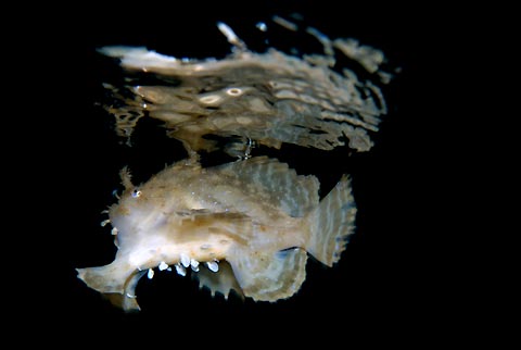 Swimming Sargassum