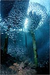 Underneath the Jetty