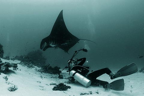 Raja Ampat Manta