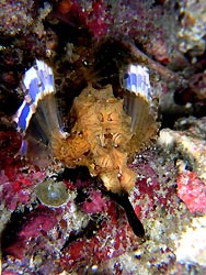 Dragon Seamoth (Eurypegasus draconis - Mabul Island, Ribbon Valley