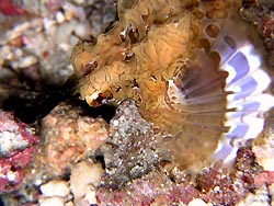 Dragon Seamoth (Eurypegasus draconis - Mabul Island, Ribbon Valley