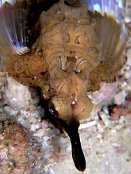 Dragon Seamoth (Eurypegasus draconis - Mabul Island, Ribbon Valley