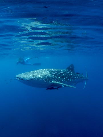 Diver & Whaleshark