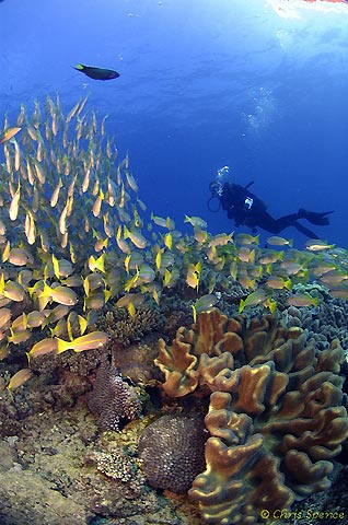 Reef Scene