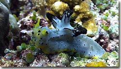 Notodoris serenae - diving from the Arenui at Raja Ampat, West-Papua, Indonesia.