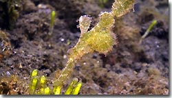 Robust Ghostpipefish - diving from the Arenui at Raja Ampat, West-Papua, Indonesia.