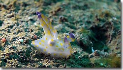 Thecacera species- diving from the Arenui at Raja Ampat, West-Papua, Indonesia.