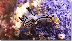 Thecacera picta- diving from the Arenui at Raja Ampat, West-Papua, Indonesia.