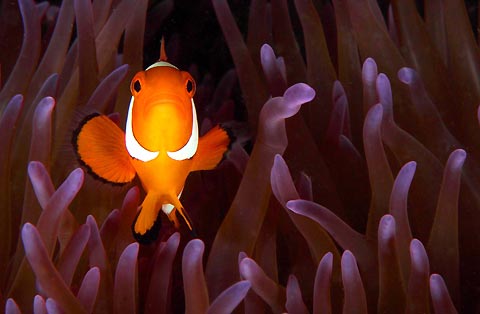 Clown Anemonefish