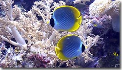 Eye-patch Butterflyfish at Misool Eco Resort. Raja Ampat, West Papua, Indonesia.