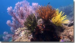 Healthy reefs surrounding the Misool Eco Resort. Raja Ampat, West Papua, Indonesia.