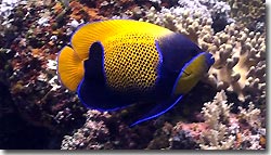 Majestic Angelfish. Misool Eco Resort. Raja Ampat, West Papua, Indonesia.