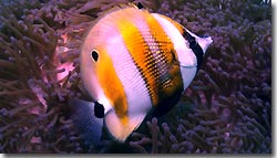 Orange-banded Coralfish at Misool Eco Resort. Raja Ampat, West Papua, Indonesia.