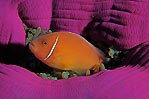 Pink Anemonefish