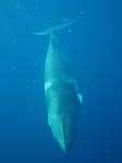 Dwarf Minke Whale