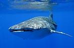 Whaleshark Reflection