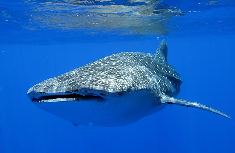 Whaleshark Reflection