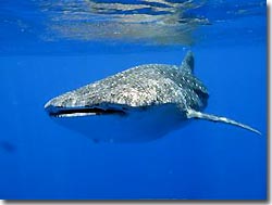 Whaleshark, Indian Ocean, Australia