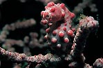 Pygmy Seahorse Bargibanti