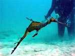 Weedy Seadragon