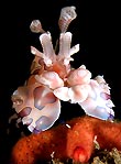 Harlequin Shrimp