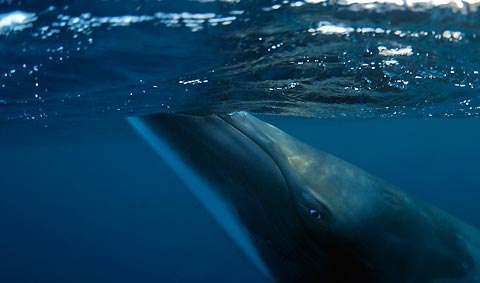 Dwarf Minke Whale