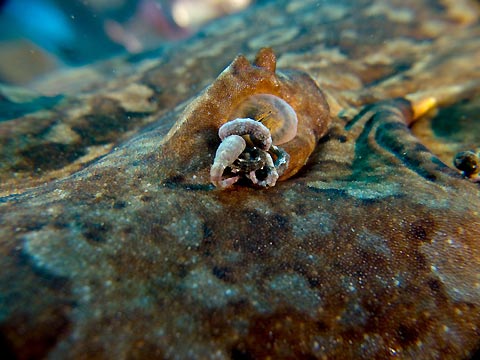 Wobbegong Eye