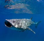 Whaleshark